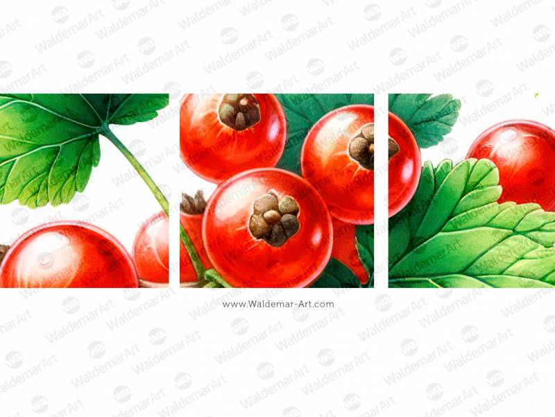 The watercolor illustration of red currant, highlighting the vibrant berries and green leaves