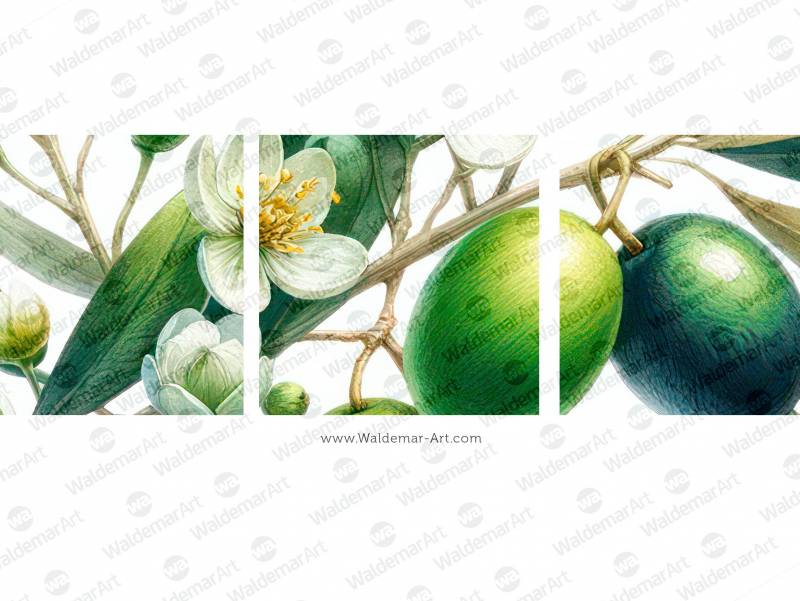 Premium Digital Watercolor Illustration of an olive branch with three olives and authentic olive blossoms
