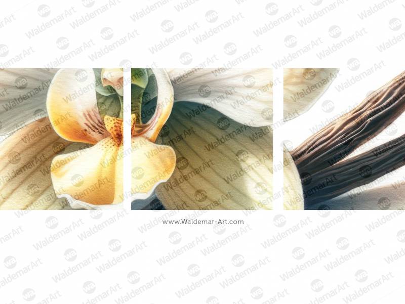 Premium Digital Watercolor Illustration with a single vanilla orchid and two vanilla sticks on a white background.