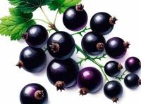 Digital Watercolor Illustration of Black Currant berries in a minimalist style with leave